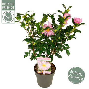 Camellia sasanqua 'Pink Premium'