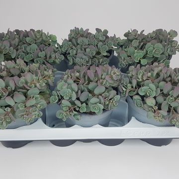 Sedum MIX