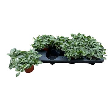 Fittonia verschaffeltii 'Mont Blanc'