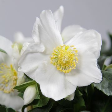 Helleborus niger 'Christmas Carol'