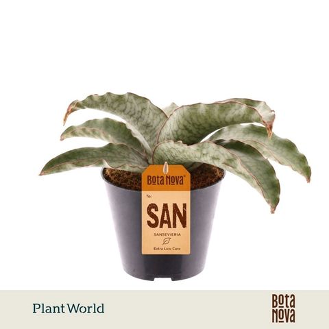 Sansevieria kirkii 'Silver Blue'
