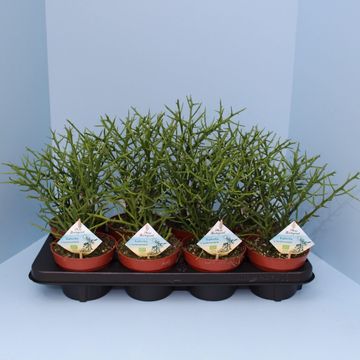 Euphorbia x lambinoniana