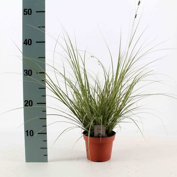 Carex brunnea 'Jubilo'