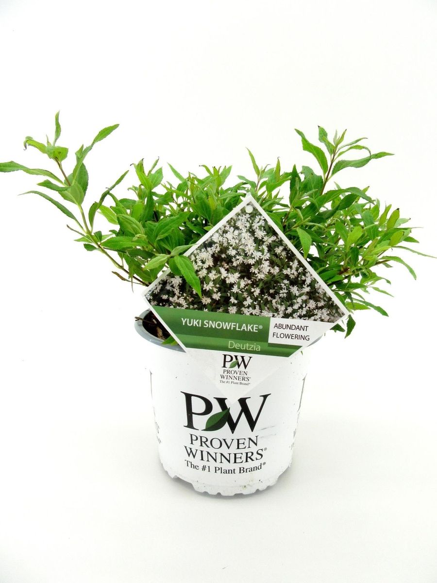 Deutzia yuki snowflake bitkiler toptan sat floraccess