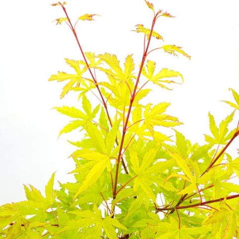Acer palmatum 'Anne Irene' (Son & Koot)