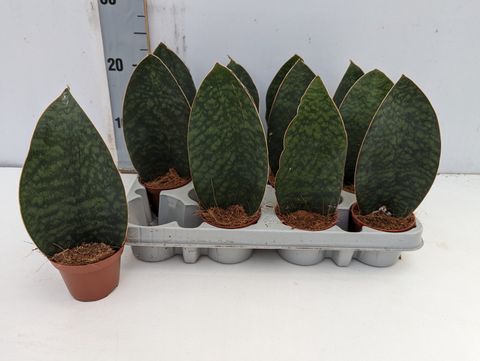 Sansevieria grandis