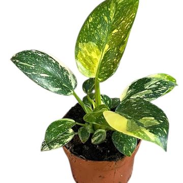 Philodendron 'Green Congo'