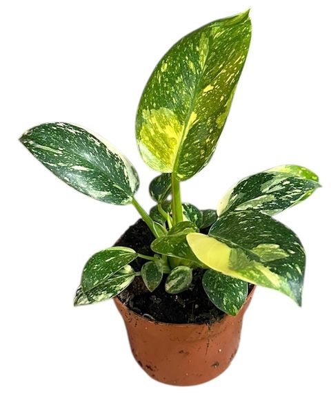 Philodendron 'Green Congo'