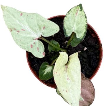Syngonium 'Strawberry Milk'