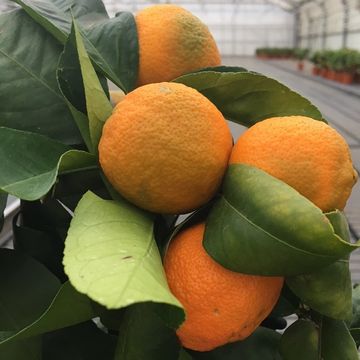 Citrus limon 'Limetta Rossa'