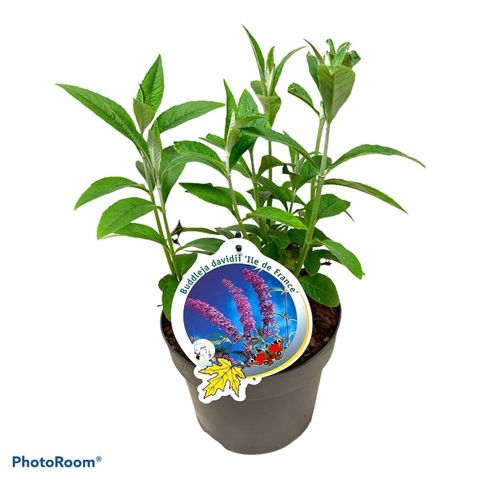 Buddleja davidii 'Ile de France'