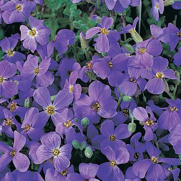 Aubrieta 'Cascade Blue'