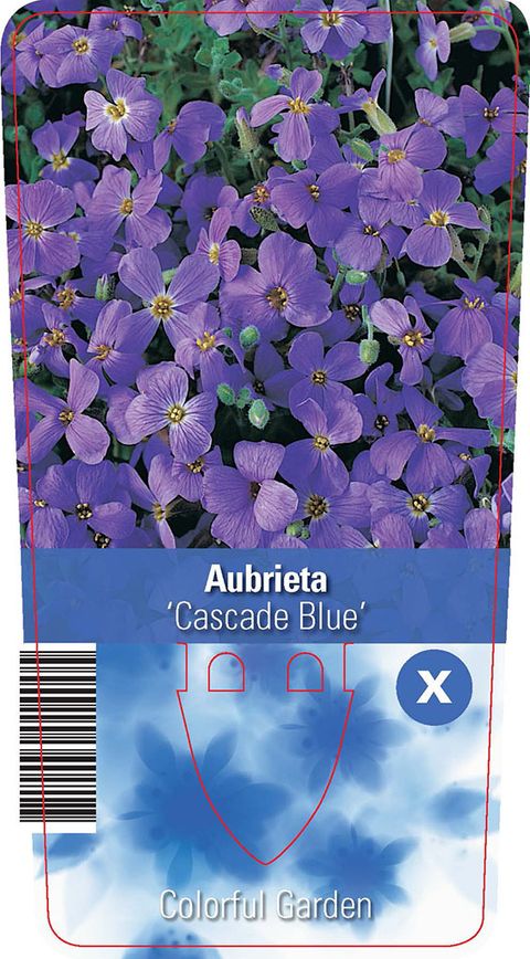 Aubrieta 'Cascade Blue'