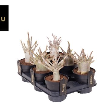 Adenium obesum ANSU BAOBAB