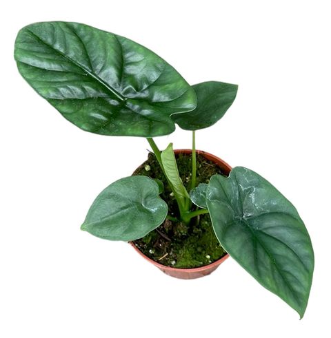 Alocasia 'Lukiwan'