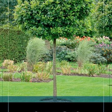 Quercus palustris 'Green Dwarf'