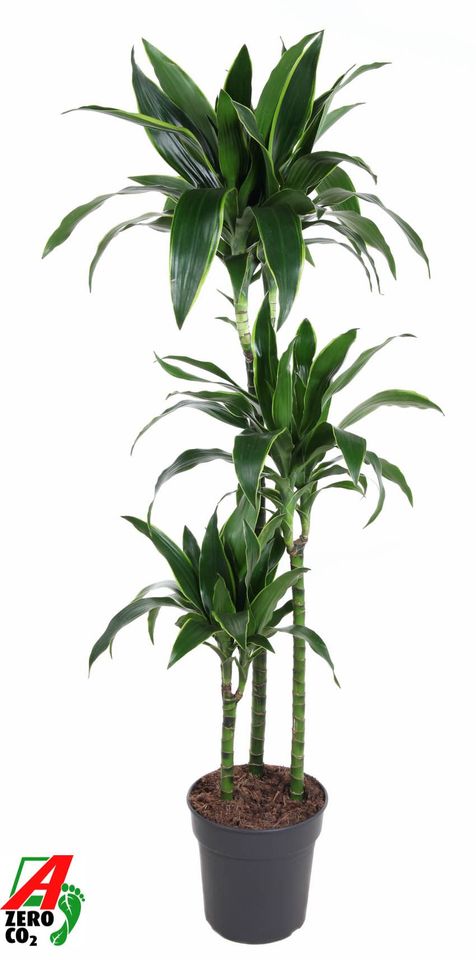 Dracaena fragrans 'Arturo'