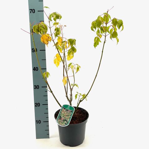 Acer negundo 'Flamingo'