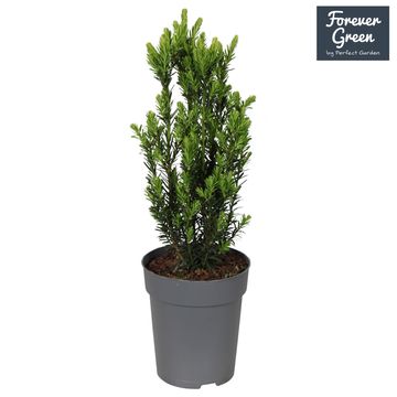 Taxus x media 'Hillii'