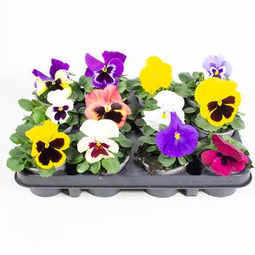 Viola x wittrockiana MIX