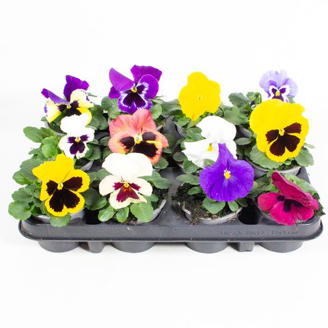 Viola x wittrockiana MIX