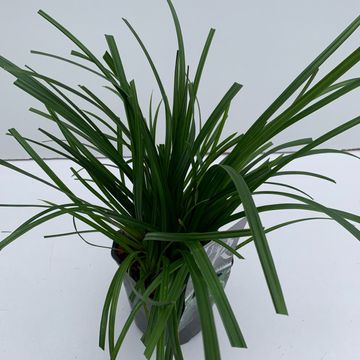 Carex morrowii 'Irish Green'