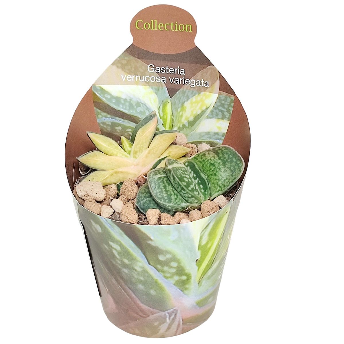 riesenkürbis saatgut SPERLI Riesenkürbis-Samen 'Atlantic Giant' (Cucurbita maxima) kaufen – Mein  schöner Garten Shop