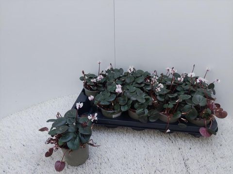 Cyclamen coum 'Cyberia White'