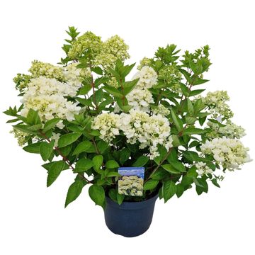 Hydrangea paniculata 'Bombshell'