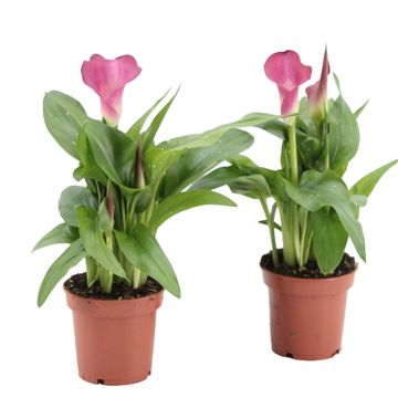 Zantedeschia 'Captain Cheerio'