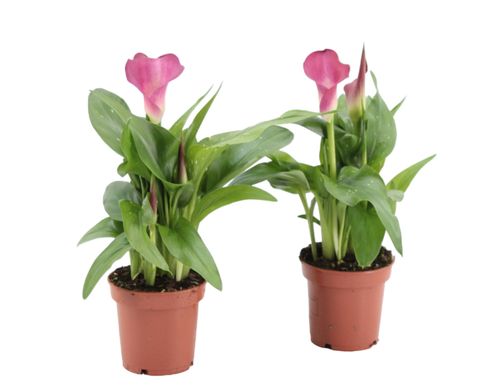 Zantedeschia 'Captain Cheerio'