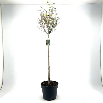 Ligustrum ovalifolium