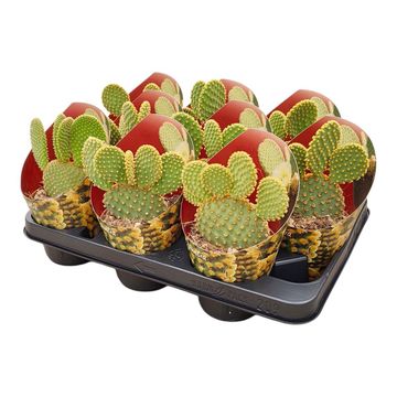 Opuntia microdasys