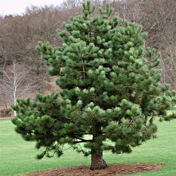 Pinus nigra nigra