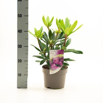 Rhododendron 'Alfred'