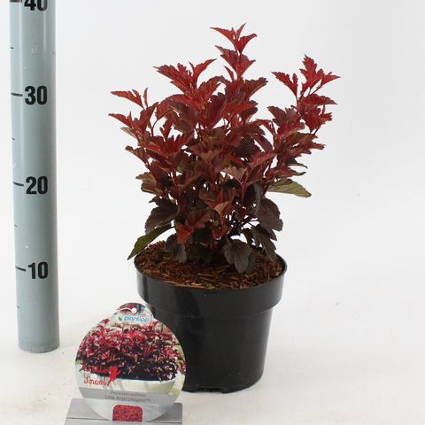 Physocarpus opulifolius ЛИТЛ ЭНЖЕЛ