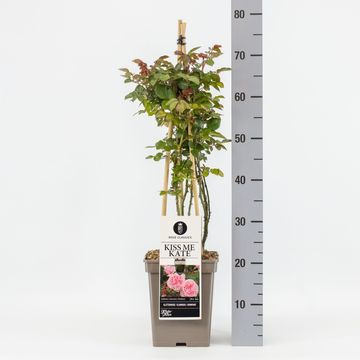 Rosa KISS ME KATE