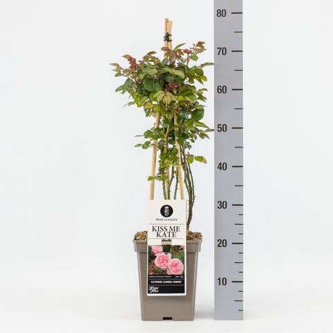 Rosa KISS ME KATE