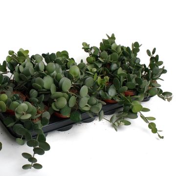 Xerosicyos danguyi