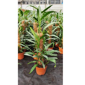 Epipremnum amplissimum SILVER STRIPE