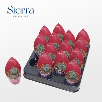 Crassula 'Buddha's Temple'