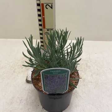 Lavandula x intermedia 'Grosso'