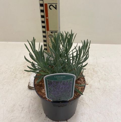 Lavandula x intermedia 'Grosso'