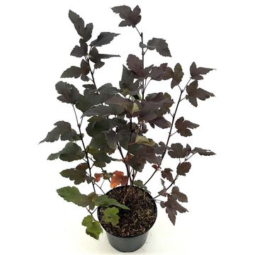 Physocarpus opulifolius 'Diabolo'
