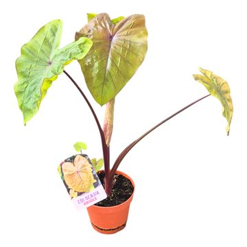 Colocasia 'Hybrid Oriole'