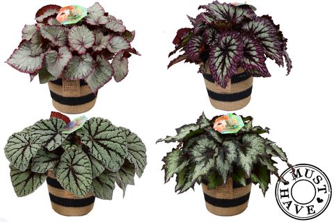 Begonia BELEAF MIX