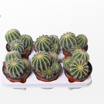 Notocactus magnificus