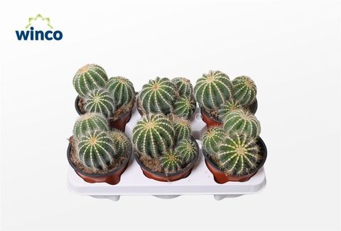 Notocactus magnificus