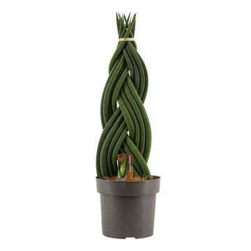 Sansevieria cylindrica