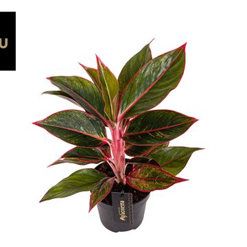 Aglaonema 'Jungle Red'